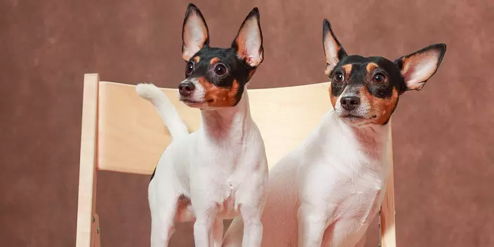 Toy Fox Terrier Dogs on Chair
