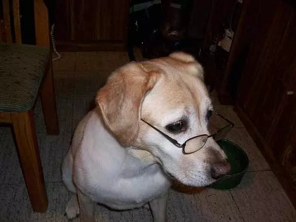 Profesor Dog