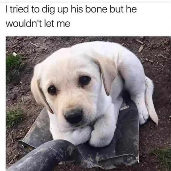 I Tried To Dig Up This Bone
