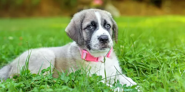Spanish Mastiff puppy