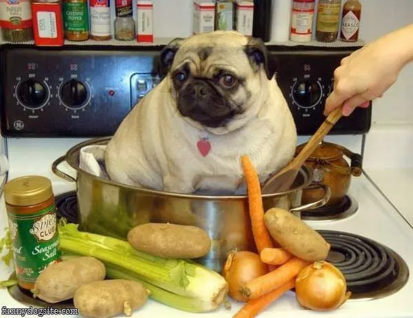 Pug Soup