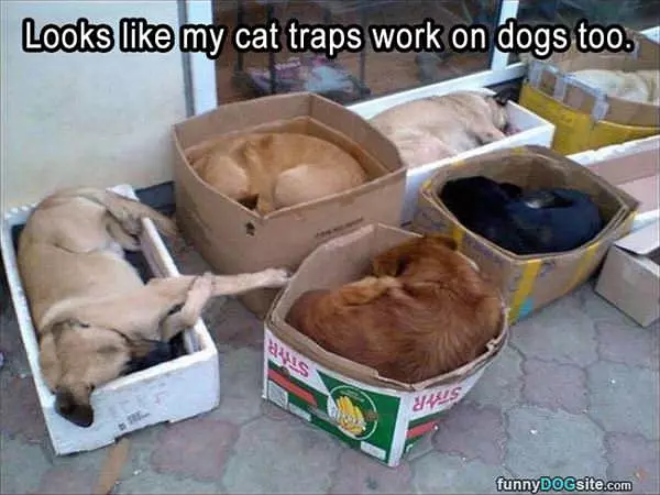 The Cat Trap Also Works On Dogs