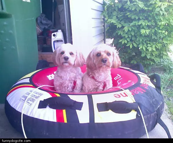 Dogs Want To Go Tubin