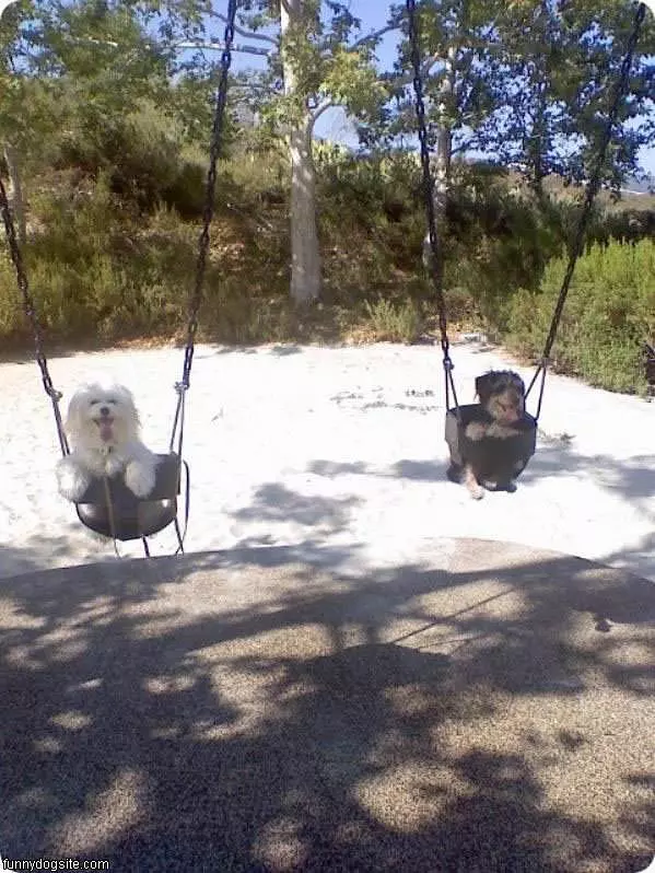 Swinging Dogs