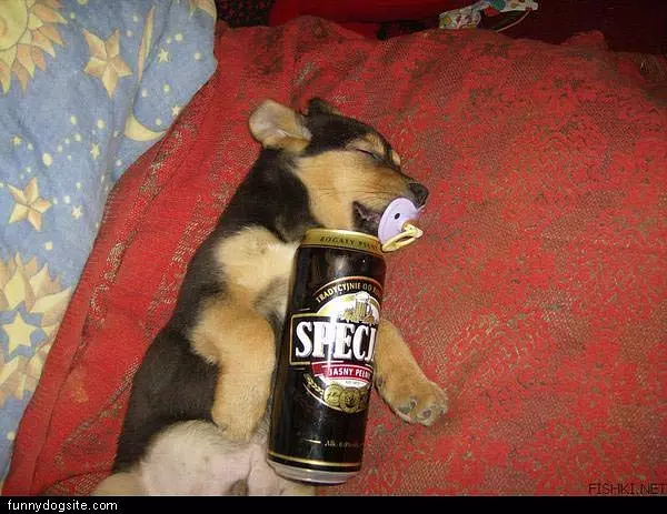 Beer Puppy