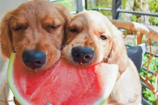 Eating Some Watermelon