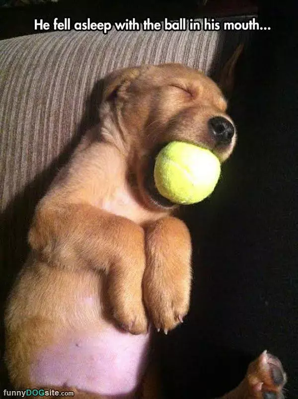 Fell Asleep With The Ball