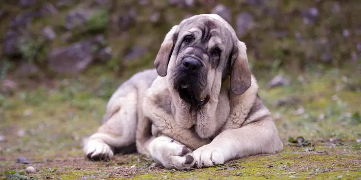 Spanish Mastiff dog portrait
