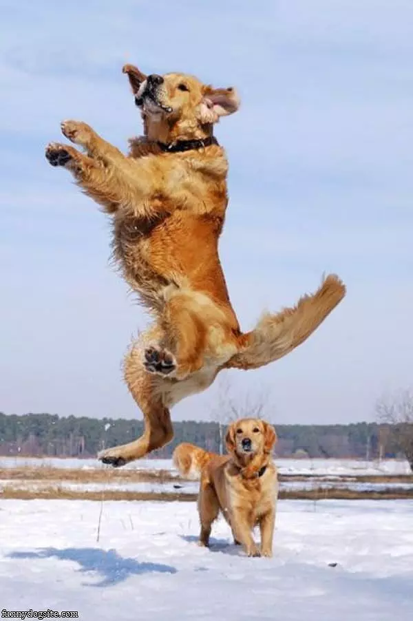 The Dog High Jump