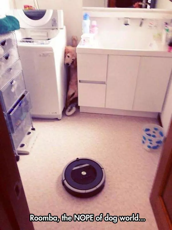 Roomba Dog
