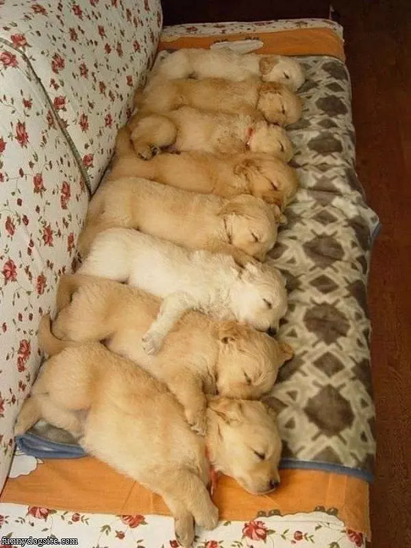 The Puppy Couch