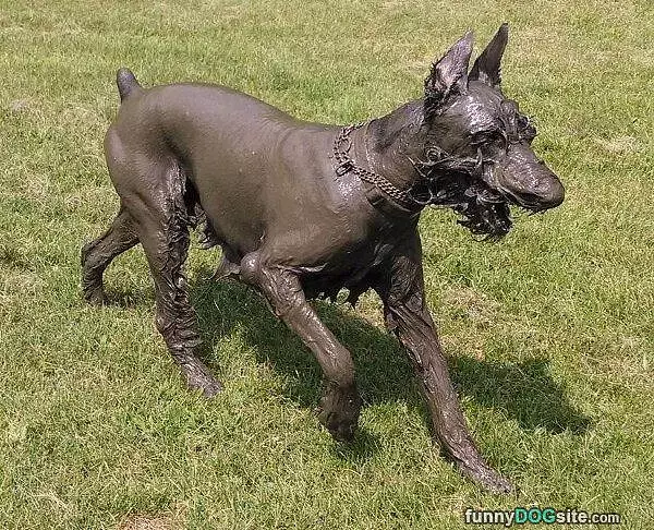 Dog Is A Little Muddy