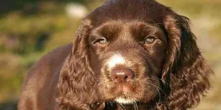 Sussex Spaniel puppy closeup