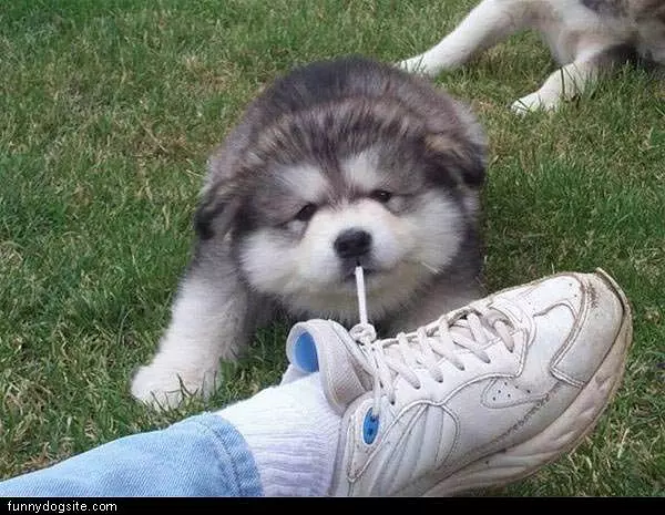 Pup Pulls On Laces