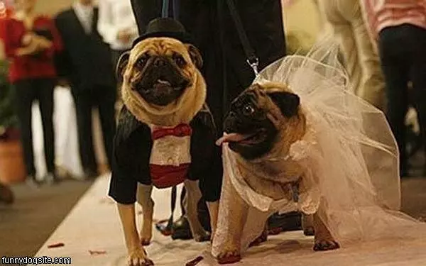 Pug Wedding