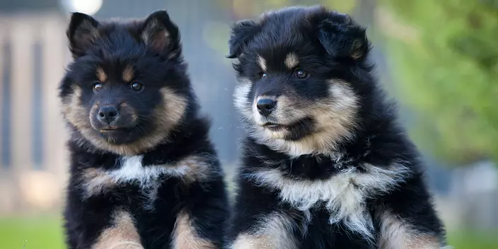 Swedish Lapphund puppies
