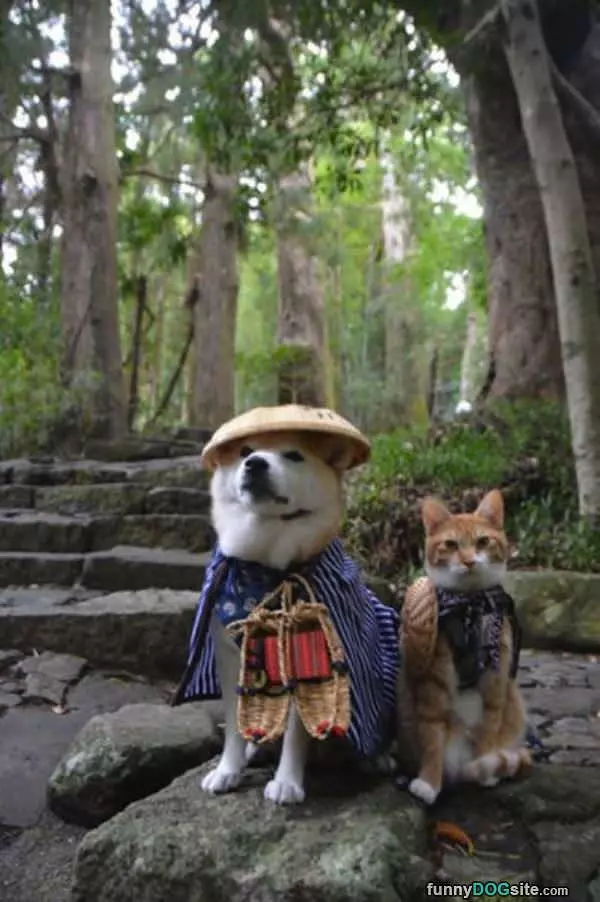 Epic Dog And Cat