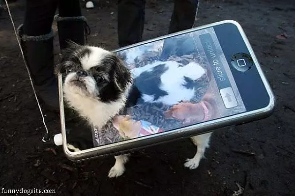 Iphone Dog