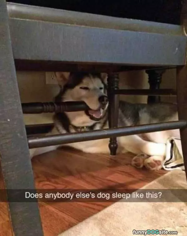 How This Dog Sleeps