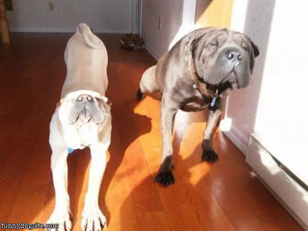Yoga Dogs