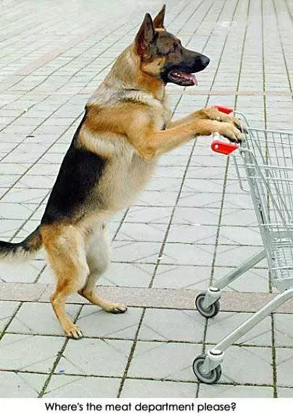 Shopping Dog