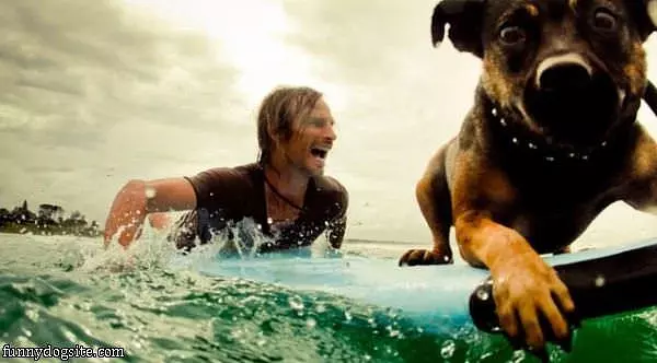 This Dog Loves Surfing