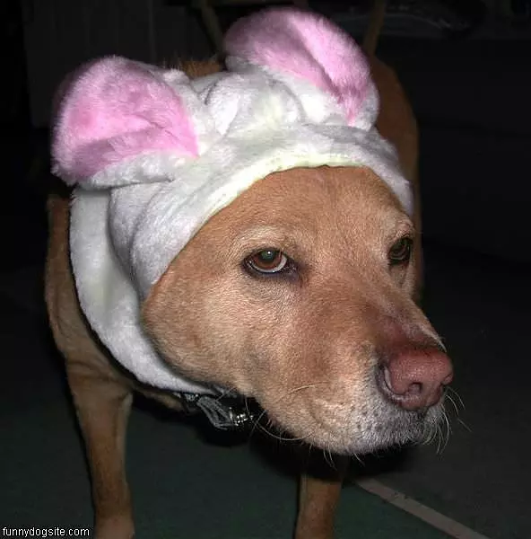 Dog Bunny Ears