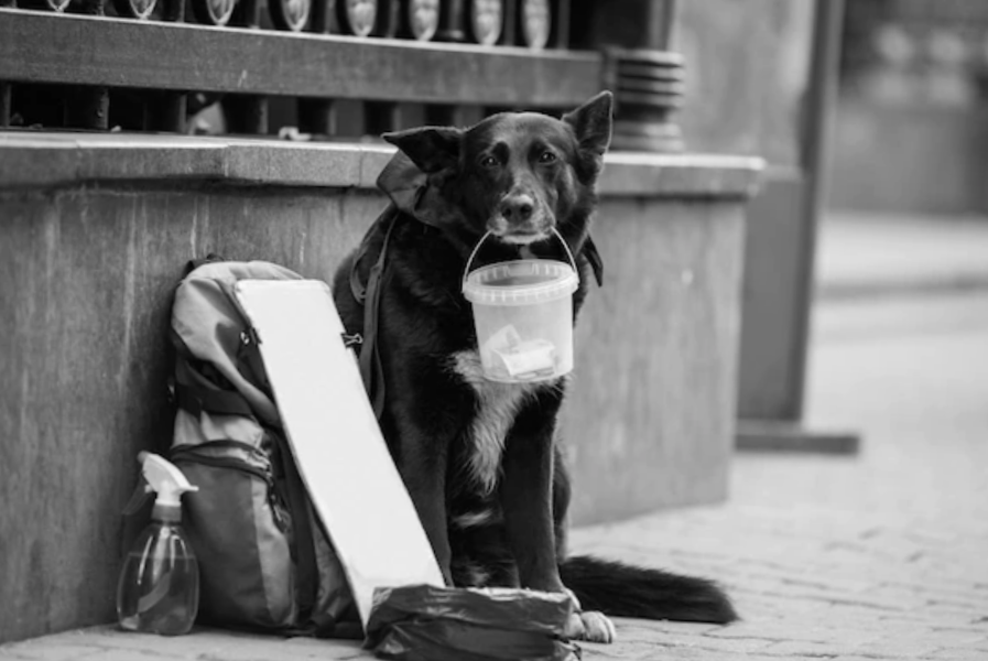Homeless dog asks for money on the street