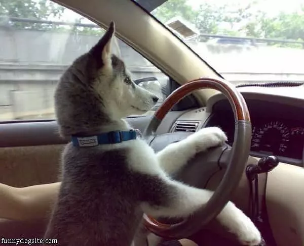 Can I Drive Please