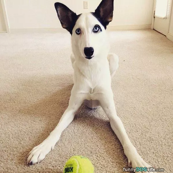 Time To Play Fetch