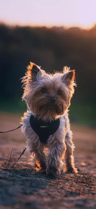 Yorkshire Terrier at sunset...