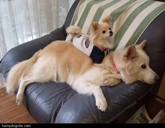 Two Dogs On Couch