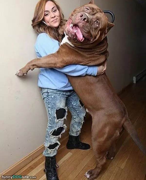 That Is A Big Dog