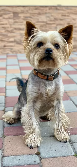 Yorkshire Terrier sitting o...