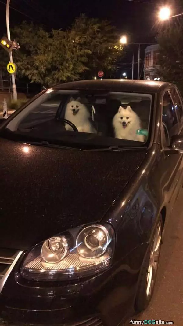 2 Dogs Going For A Ride