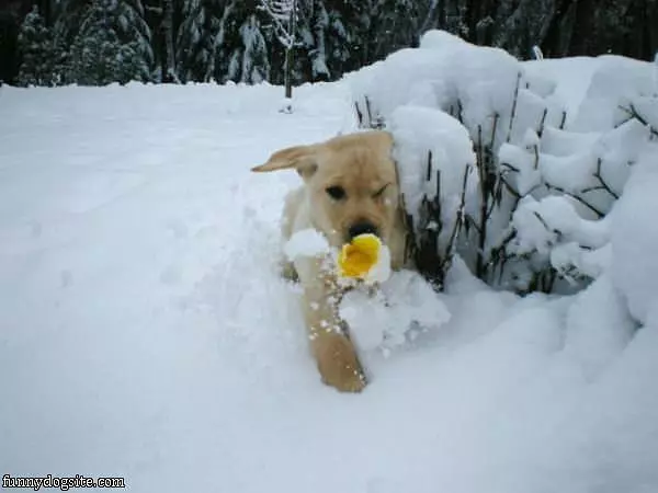 Puppy Through The Snow