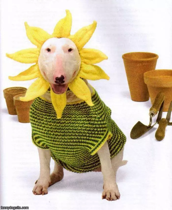 Sun Flower Dog