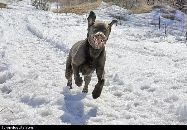 Happy Dog Is Happy