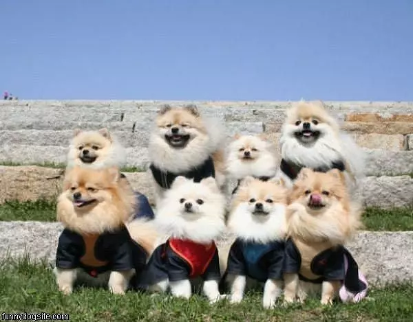 Choir Dogs