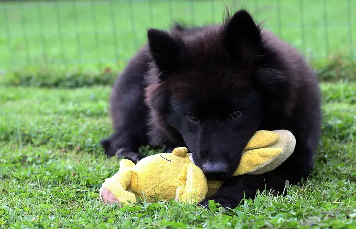 Eurasier playing with a toy