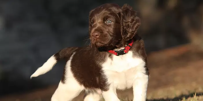 Small Munsterlander puppy