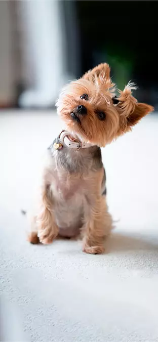 Yorkshire Terrier with tend...