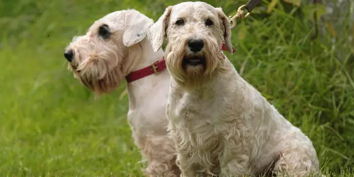 Sealyham Terrier dogs