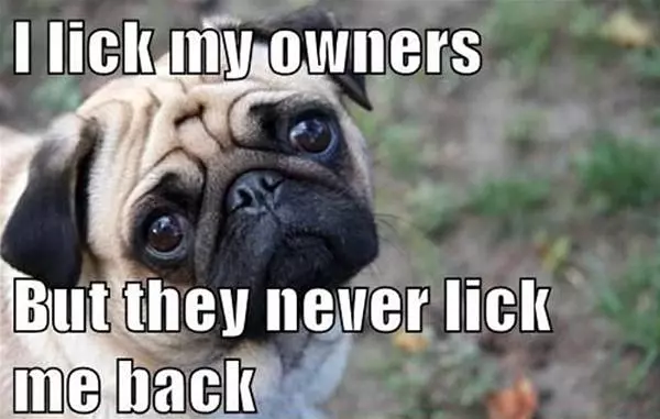 Lick My Owners