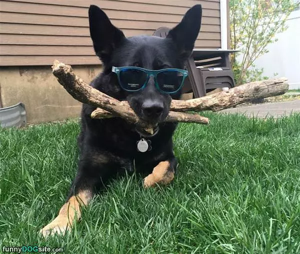 The Coolest Dog