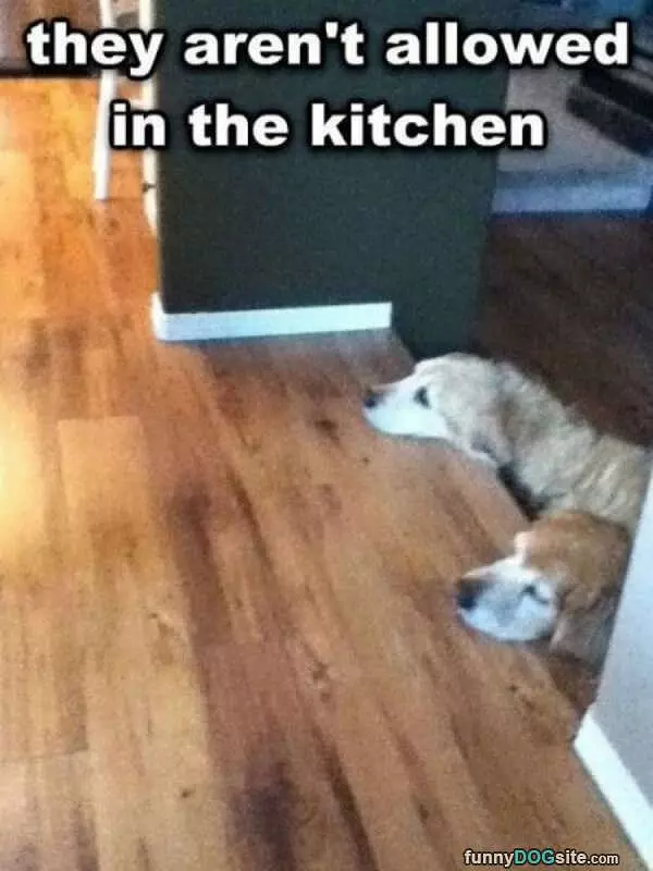 Not Allowed In The Kitchen