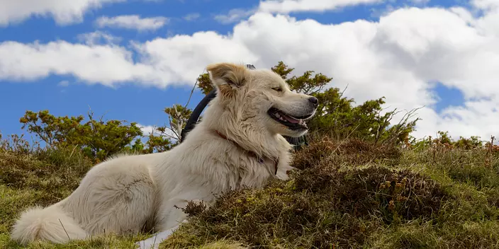 White Pyrenean Mastiff
