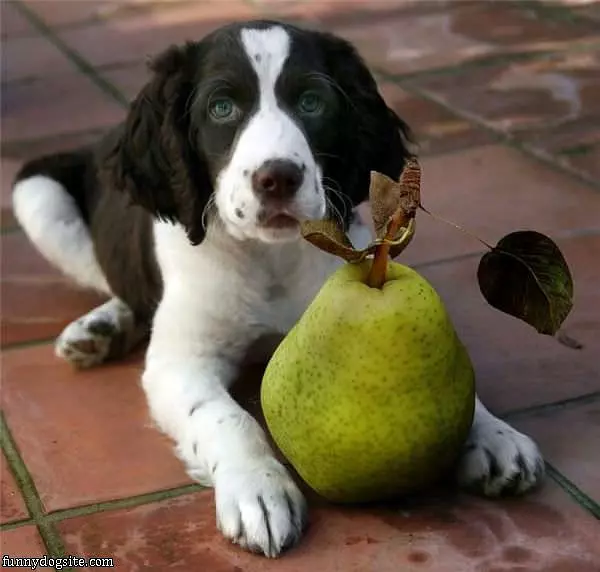 Dog Pear