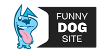 Funny Dog Pictures