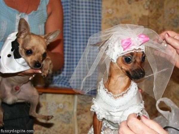 Dog Wedding
